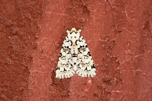 Bella falena da identificare